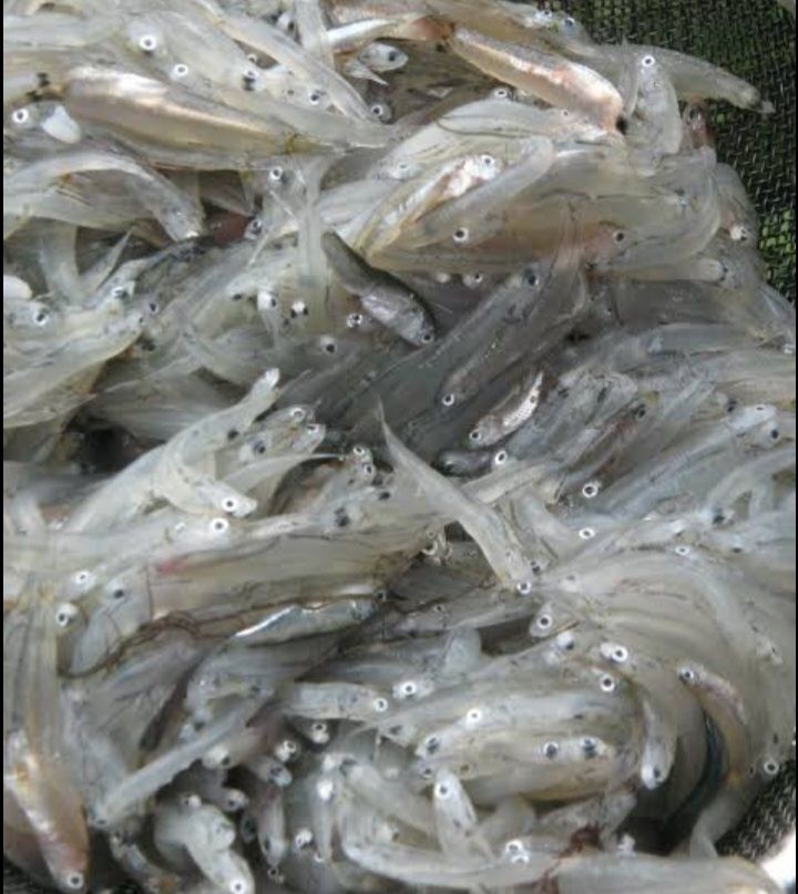 AJ Dulong 500g