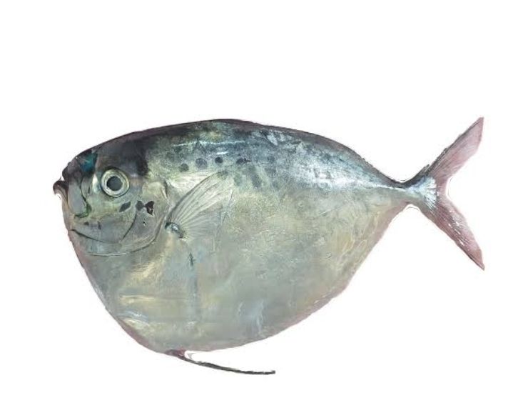 AJ Hiwas 1kg
