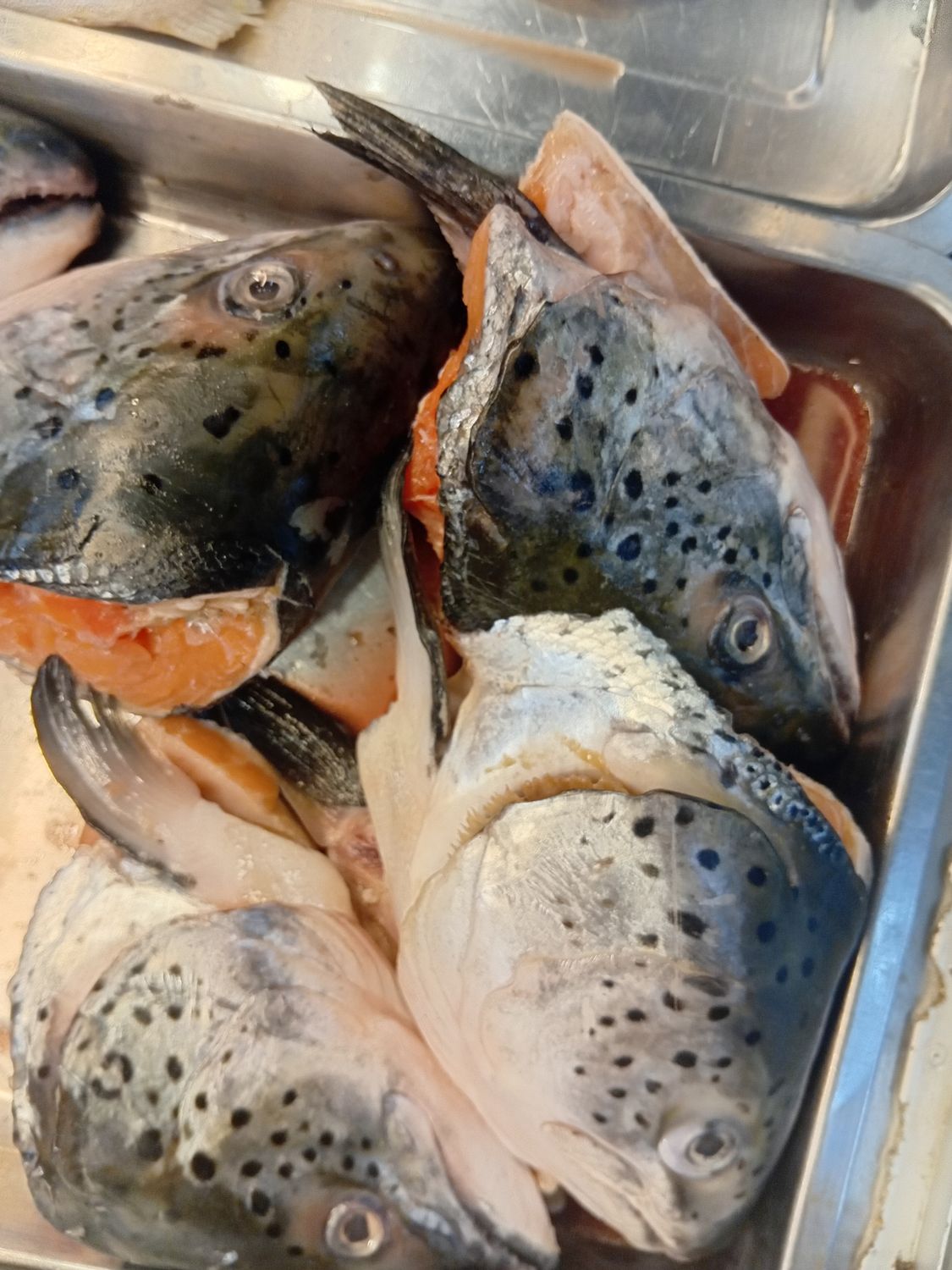 AJ Salmon Head 500g