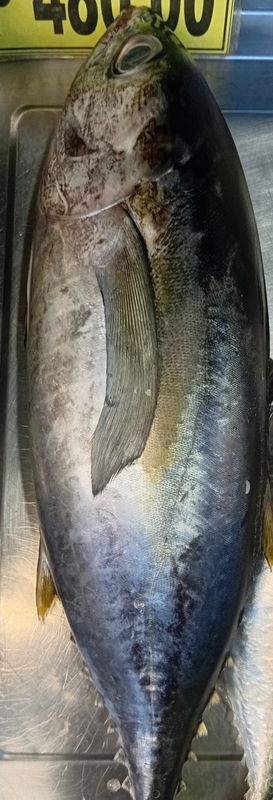 AJ Yellow Fin 1kg