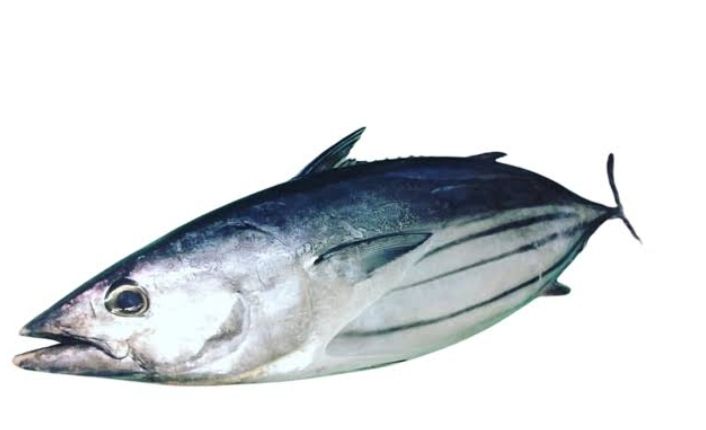 AJ Tambakol 1kg