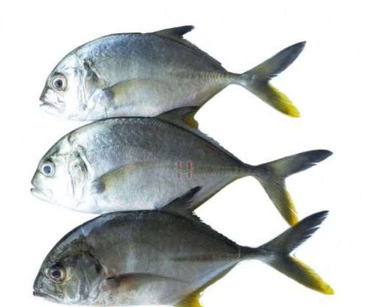 AJ Talakitok 500g