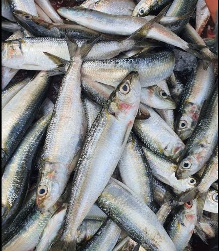 AJ Tamban 500g