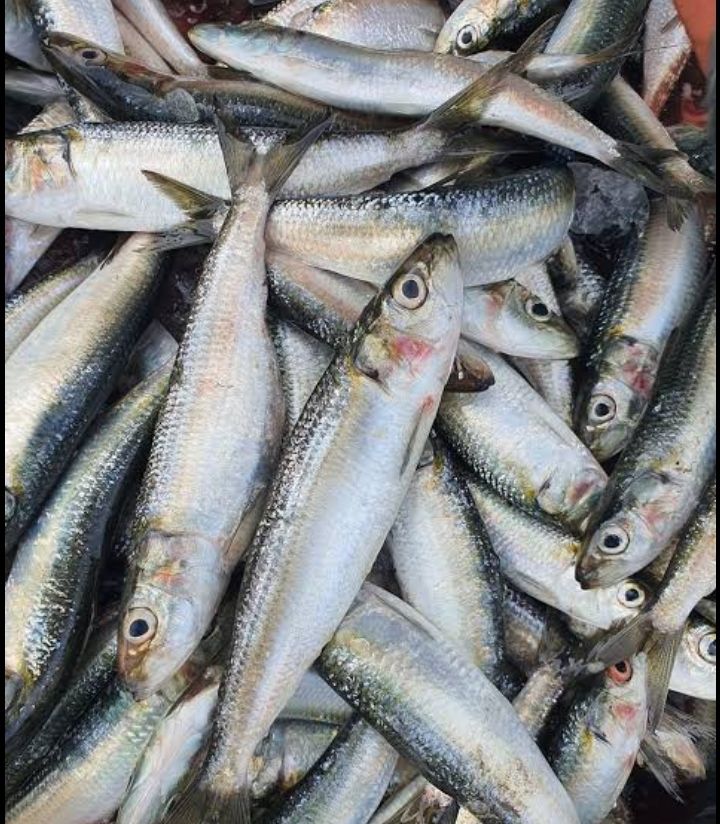 AJ Tamban 500g