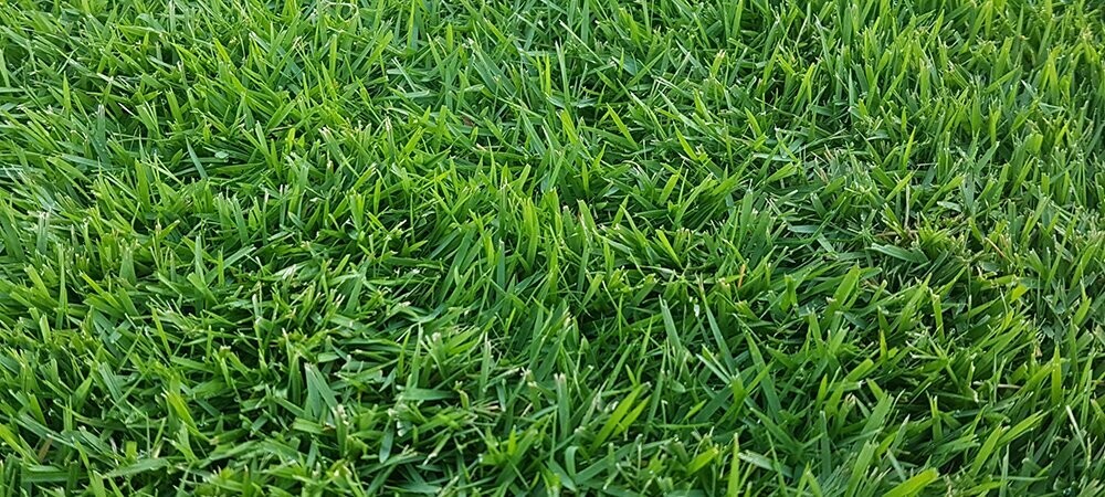 Sir Grange Zoysia
