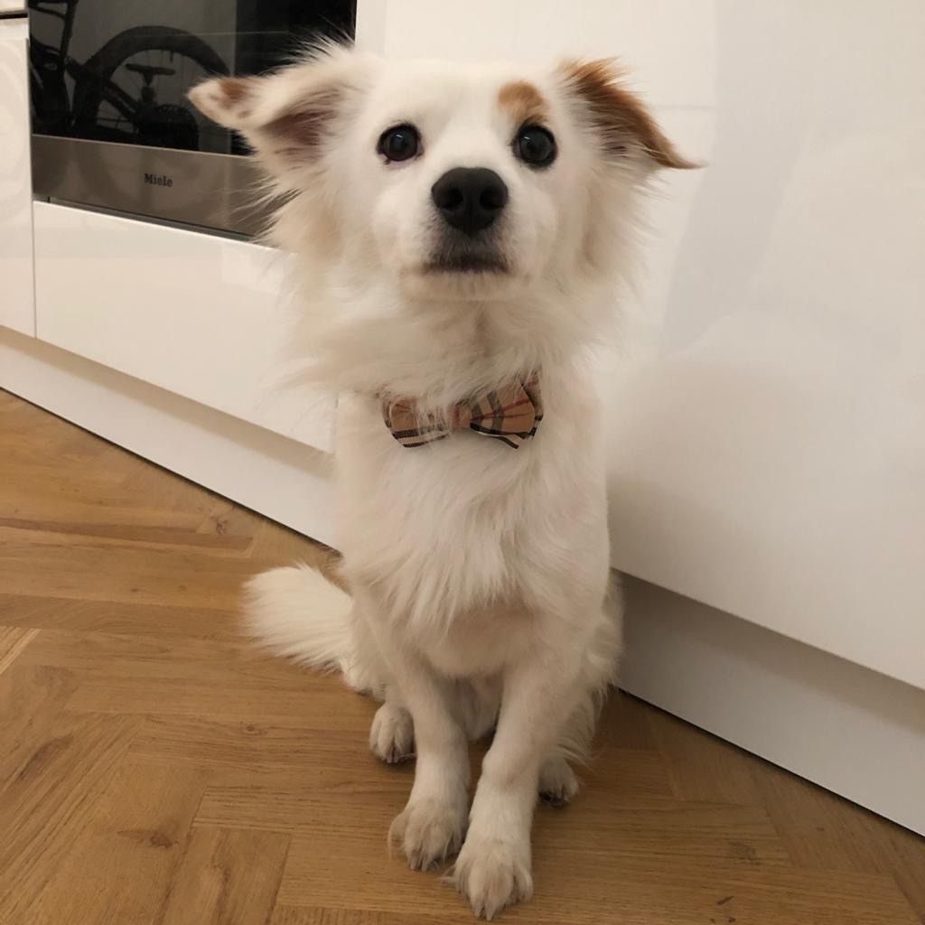 burberry bow tie dog collar