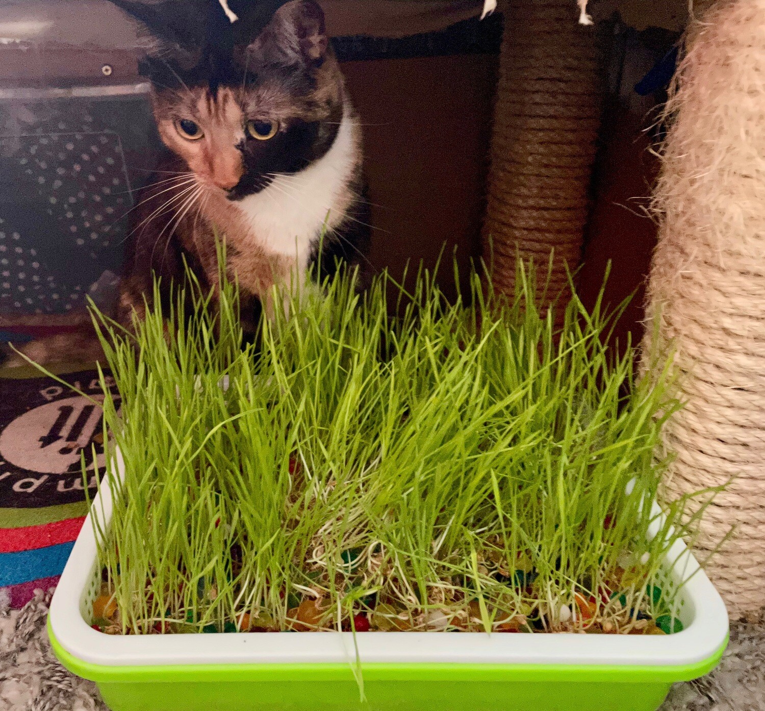 🐈 Organic All Natural Cat grass kit with sprouter tray with lid, wheatgrass seeds, water beads, easy to grow great for indoor and outdoor cats