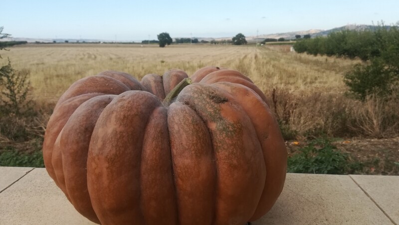 Zucca (intera), 1€/kg