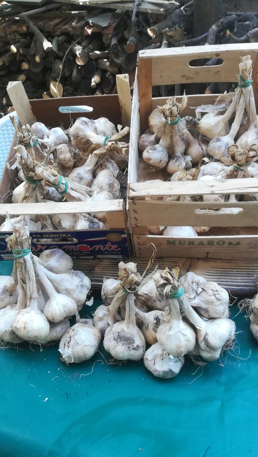 Aglio biologico