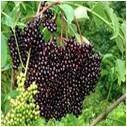 Elderberries - per lb on stem Elderberries - per lb on stem