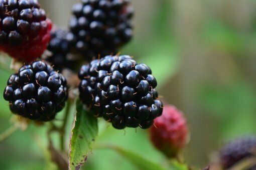 Blackberries - 1 1/2 Pint Blackberries - 1 1/2 Pint