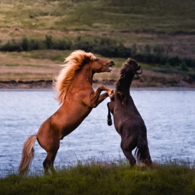 Inevitable accidents with your horse, anticipate with Vetericyn!