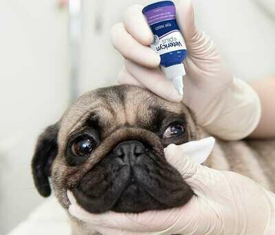 Carefully monitoring your pet&#39;s eyes helps you to detect eye-related problems early...