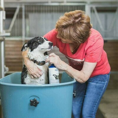 Jouw hond in bad krijgen problematisch? Een plan de campagne!