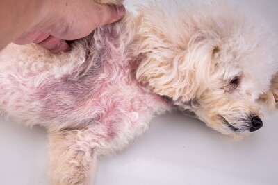 Heeft jouw hond last van een droge, jeukende huid?