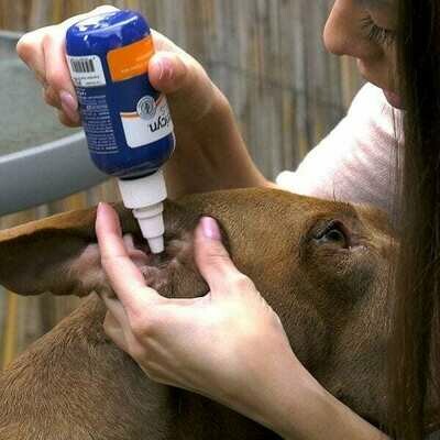 Moet je horen: tips voor oorproblemen bij jouw hond