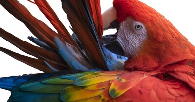 Aan de veren kent men de vogel: eerste hulp bij plukkers!
