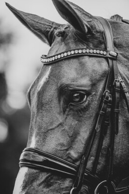 Zorg goed voor de alleszeggende kijkers van je paard...