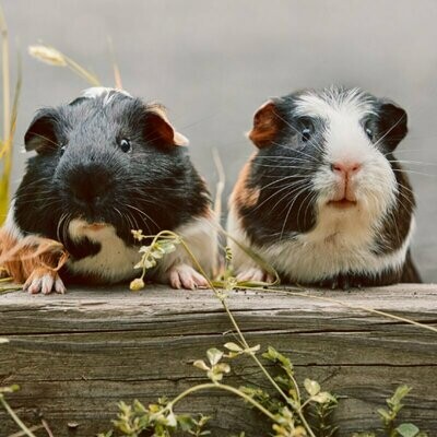 ​De (huid)verzorging van de cavia...