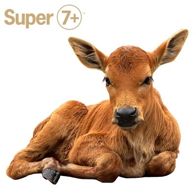 ​Verwelkom jouw newborns op stal door ze een veilige start met Super 7+ te garanderen...
