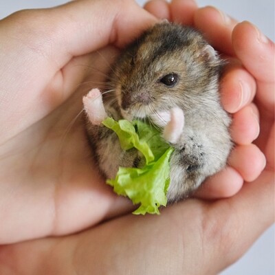 Een gezonde hamster is een blije hamster!