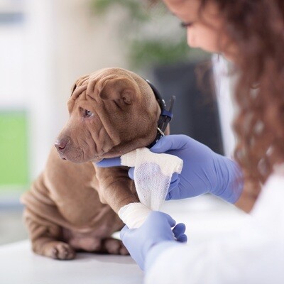 ​Een handige leidraad voor het schoonmaken van verwondingen bij je hond...