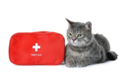 A Helpful Guide to Building a Cat First Aid Kit