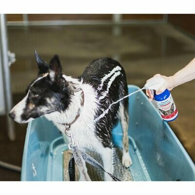 Heeft je hond last van dermatitis? Een aantal tips...