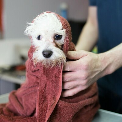 Combating Dog Tear Stains: Everything You Need to Know