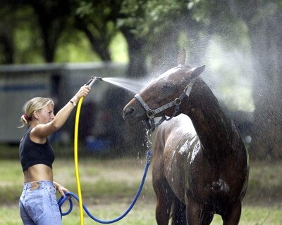 ​How to Give a Horse a Bath...