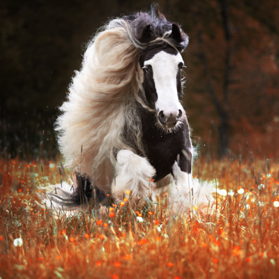 How to Treat Sweet Itch in Horses
