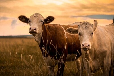 Five of the Most Common Wounds in Cattle...