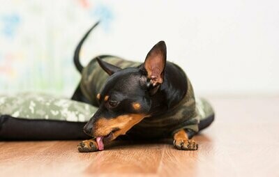 Does your dog often lick his paws? Read on to find out why your dog does this and how Vetericyn helps