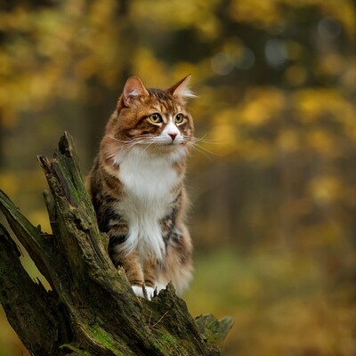 Treating a Cat Abscess Effectively