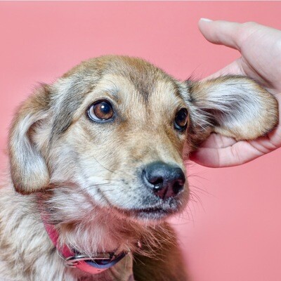 Relieving Your Dog’s Itchy Ears: Everything You Need to Know