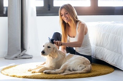 7 Ways to Care for Your Dog’s Hair