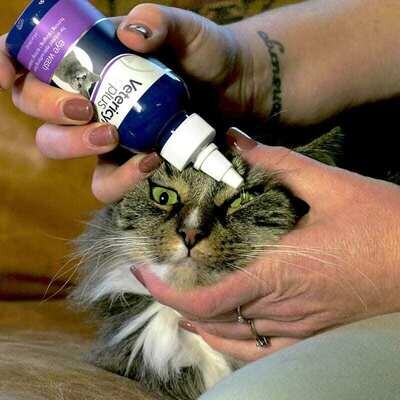 How to Properly Clean Your Cat’s Eyes
