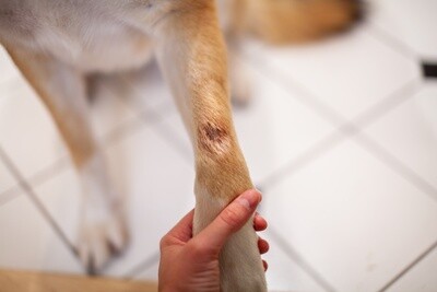 Lick Granuloma in Dogs: Everything You Need to Know