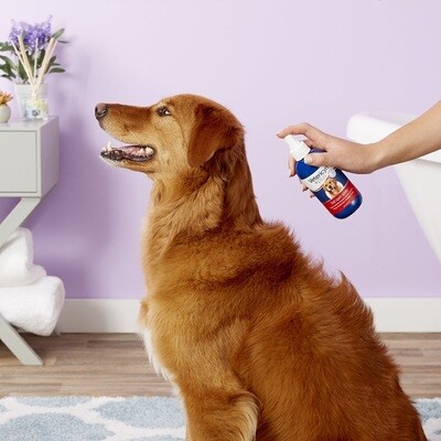 What Exactly Are Hotspots in Dogs and What Can You Do About Them?