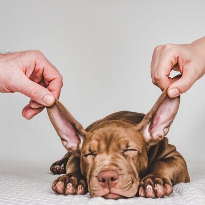 Afscheiding uit het oor bij honden: alles wat je moet weten