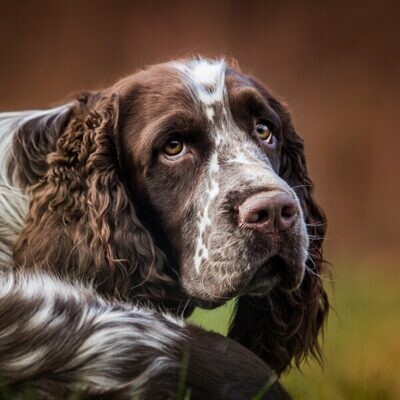 Signs and Symptoms of Pinkeye in Dogs