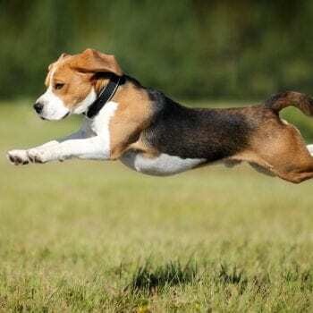 Wat actieve honden nodig hebben om gezond te blijven