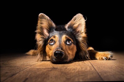 Why Your Dogs Ear Smells &amp; How to Treat It...