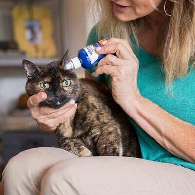 Why Your Cats Ear Smells &amp; How to Treat It...