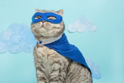 Most Common Cat Skin Issues