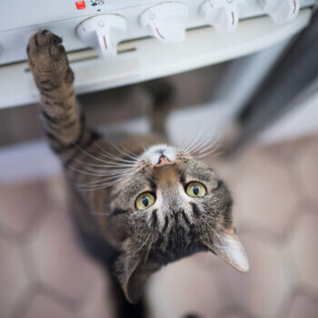 ​How to Heal Cat Burns...