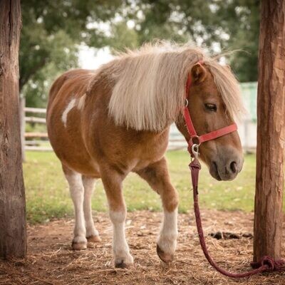 Oormijt kan paarden behoorlijk kwellen. Wat doe je tegen mijten?