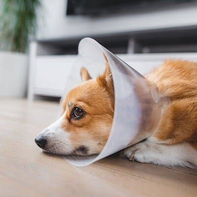 ​Roep je hond een halt toe als het zijn wonden likt