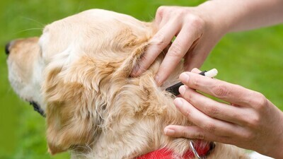 ​Yaiks: teken-tijd! Doe daarom regelmatig de &#39;teken-check&#39; bij je hond