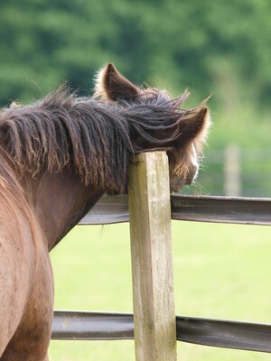 Zomereczeem bij paarden: wat is effectief tegen SME?